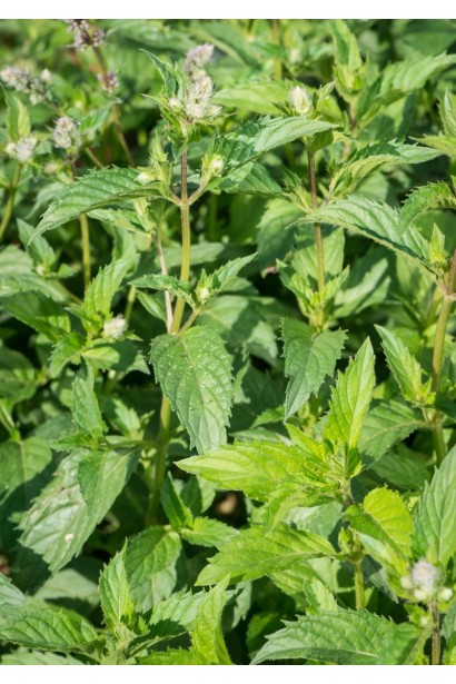 Mentha spicata Yakima